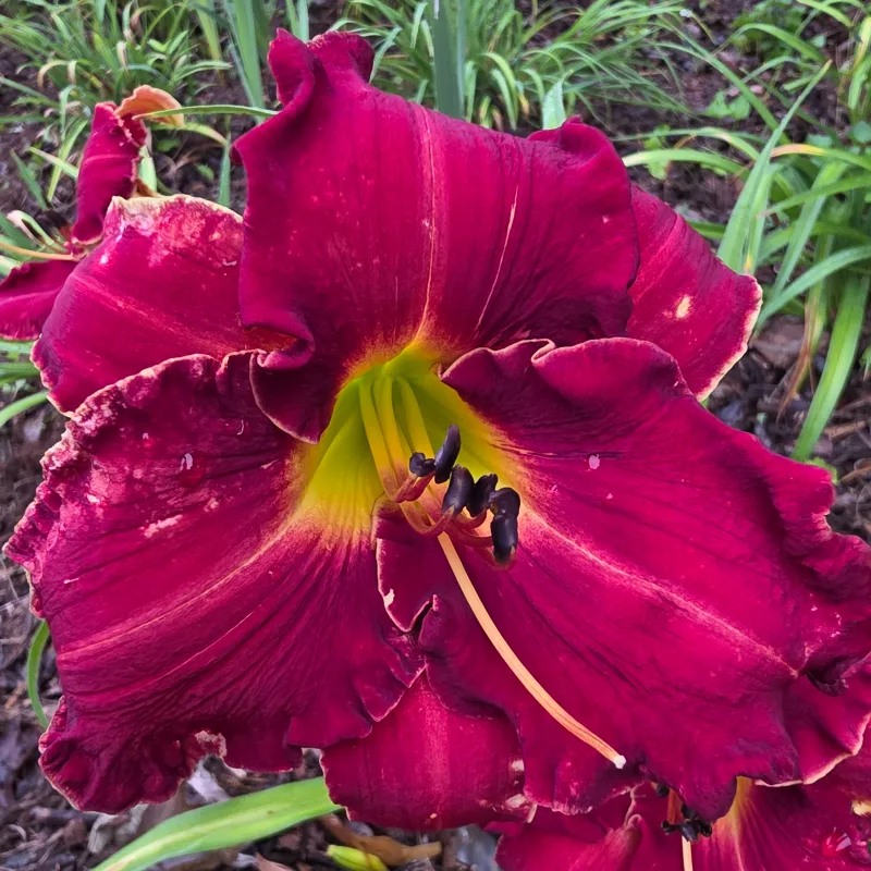 Papa Charlie from PlantFancyGardens, LLC
