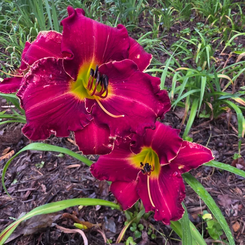 Papa Charlie from PlantFancyGardens, LLC