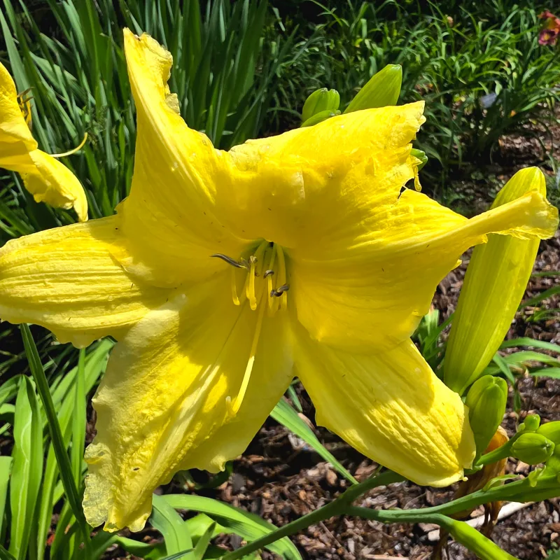 Peek-a-boo daylily bloom