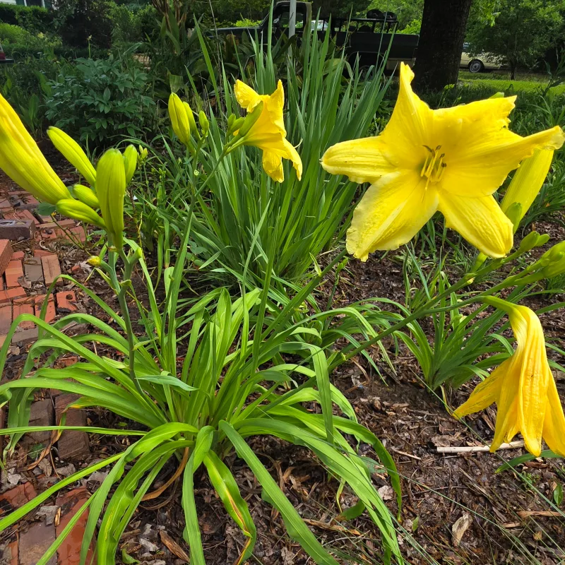 Peek-a-boo from PlantFancyGardens, LLC