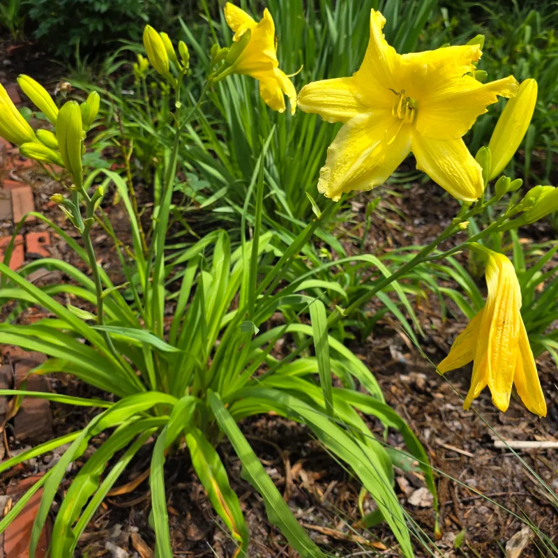 Peek-a-boo from PlantFancyGardens, LLC