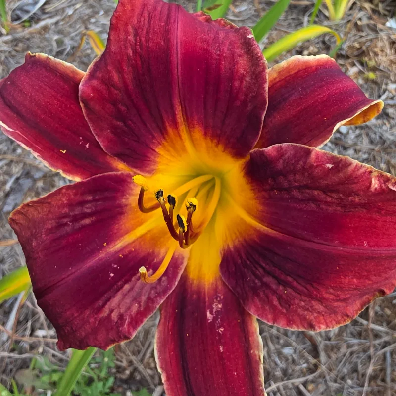Assaouira from PlantFancyGardens, LLC