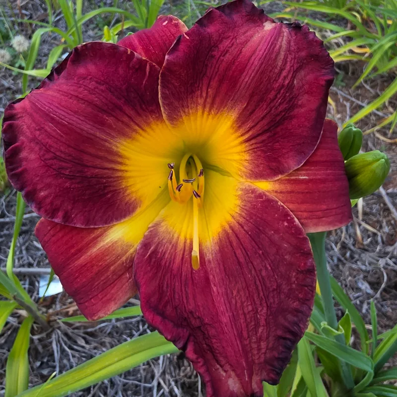 Red Hot Chili Quackers daylily bloom