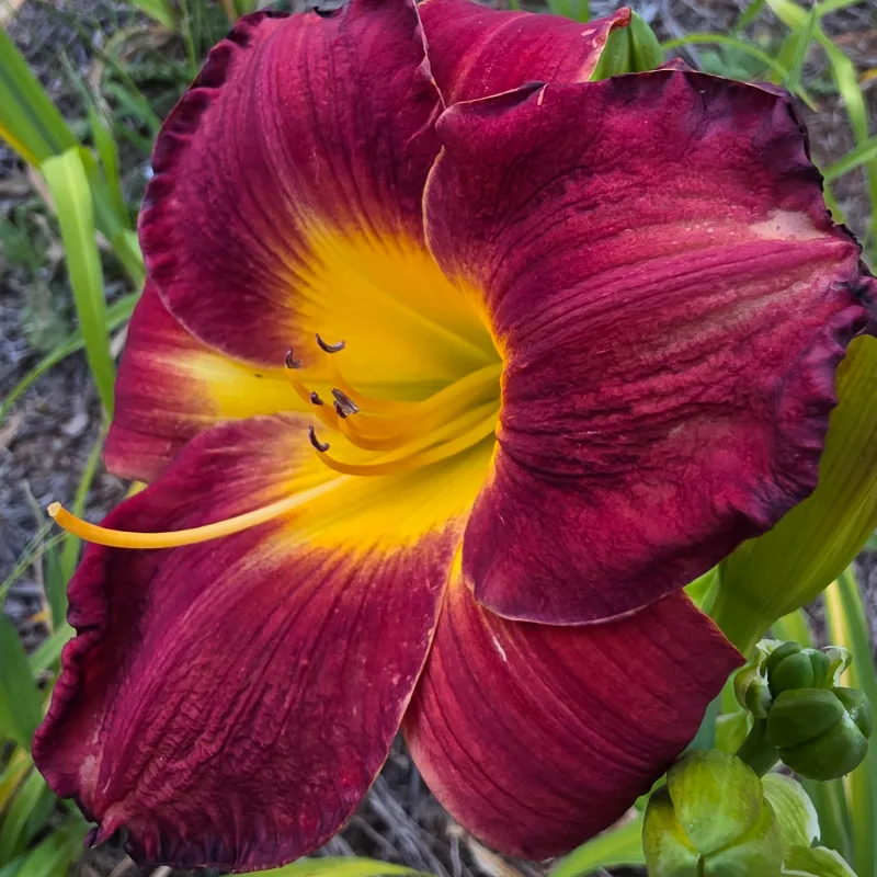 Red Hot Chili Quackers from PlantFancyGardens, LLC