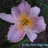 In My Pink High Heels catalog image