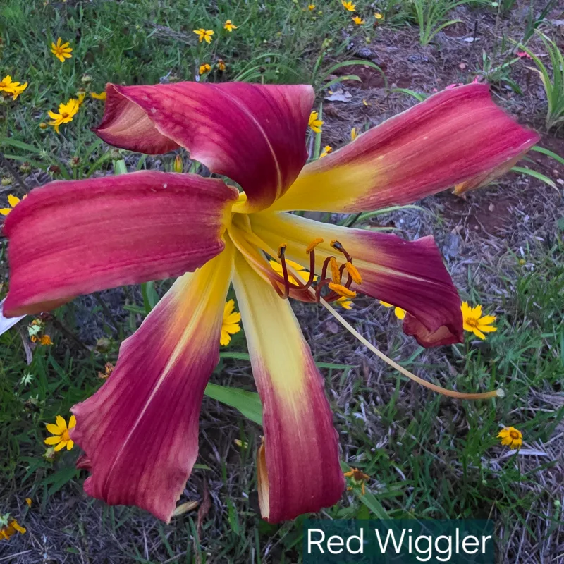 Red Wiggler