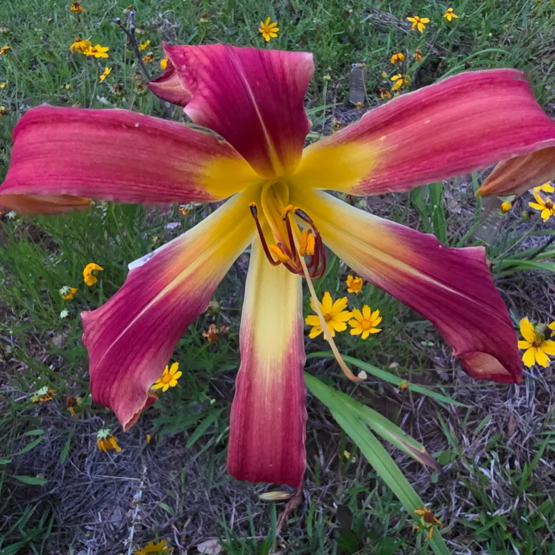Red Wiggler from PlantFancyGardens, LLC