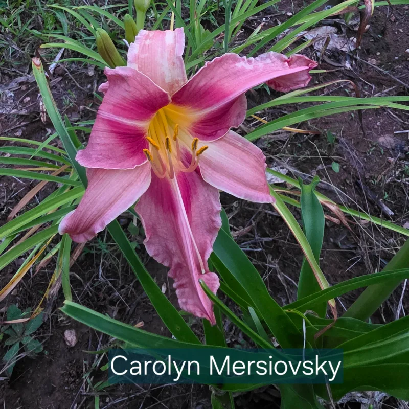 Carolyn Mersiovsky from PlantFancyGardens, LLC