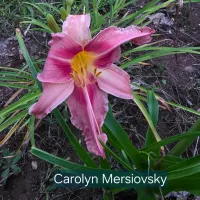 Carolyn Mersiovsky catalog image