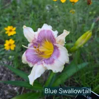 Blue Swallowtail catalog image