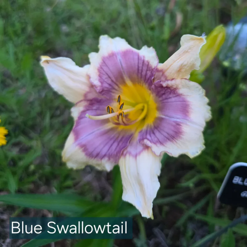 Blue Swallowtail from PlantFancyGardens, LLC