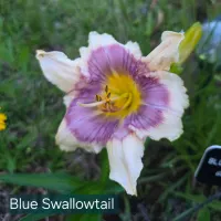 Blue Swallowtail catalog image