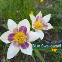 Blue Swallowtail catalog image