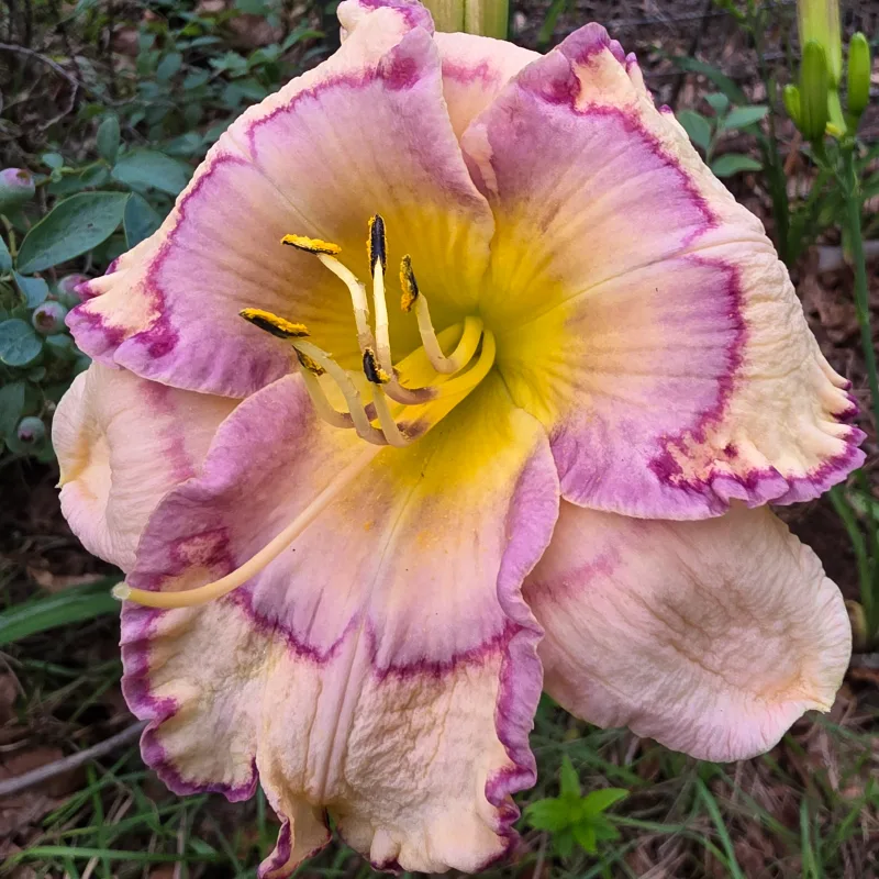 Stenciled Infusion from PlantFancyGardens, LLC