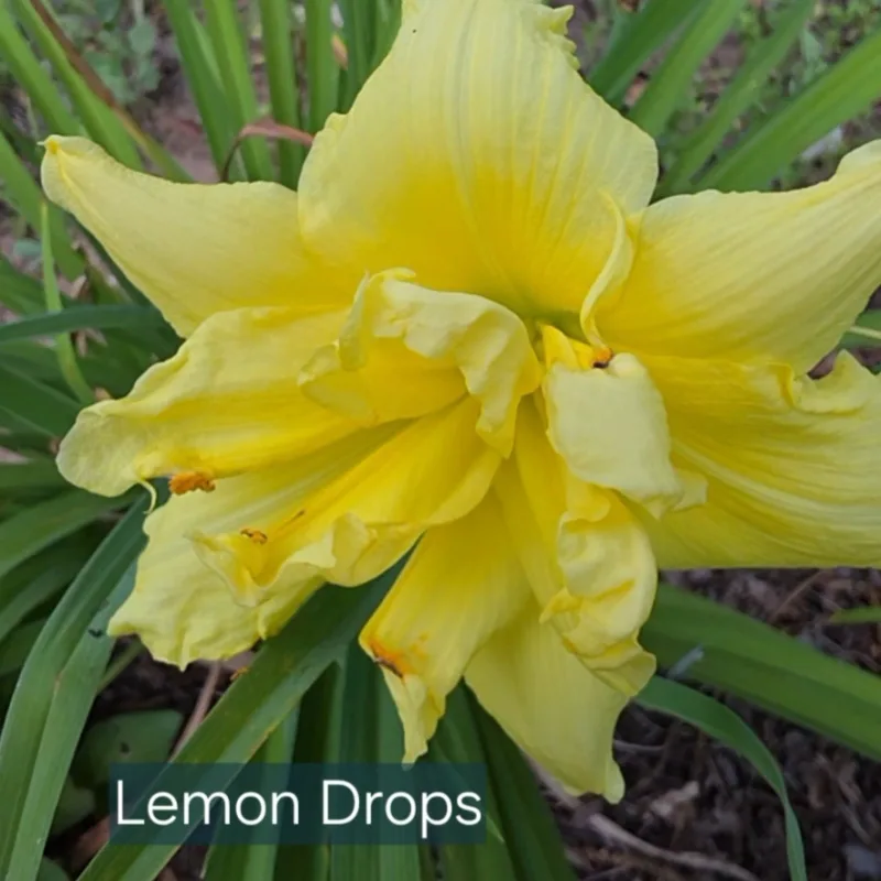 Lemon Drops from PlantFancyGardens, LLC