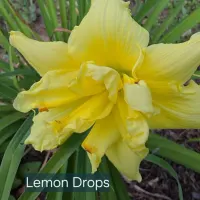 Lemon Drops catalog image