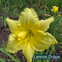 Lemon Drops catalog image