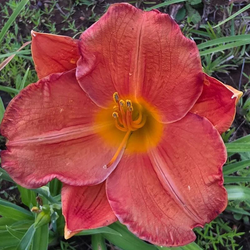 House of Orange from PlantFancyGardens, LLC