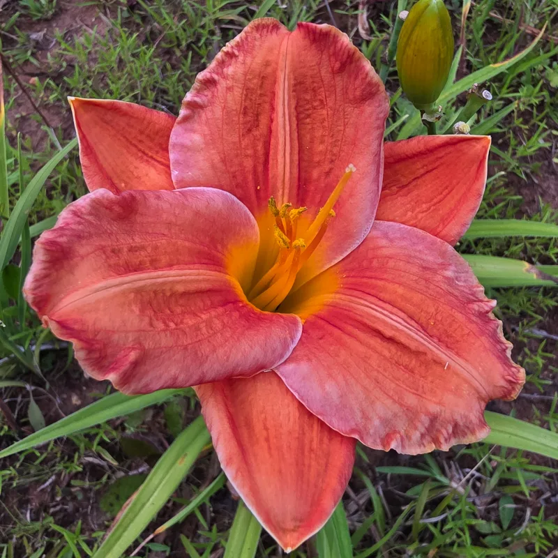 House of Orange from PlantFancyGardens, LLC