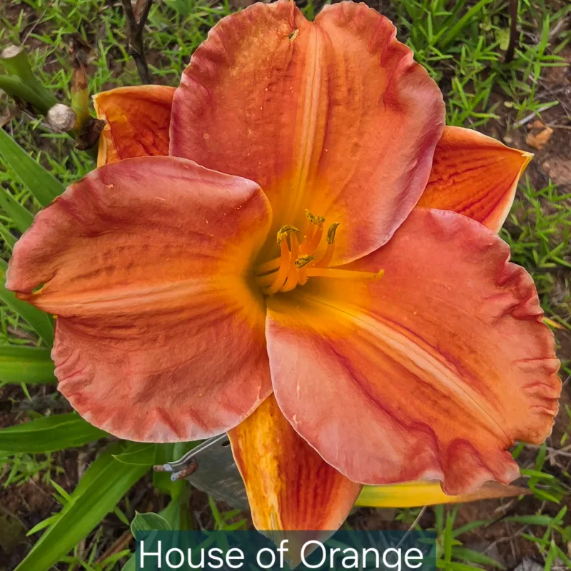 House of Orange from PlantFancyGardens, LLC