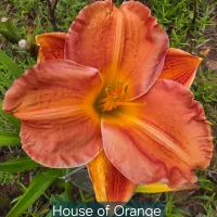House of Orange catalog image