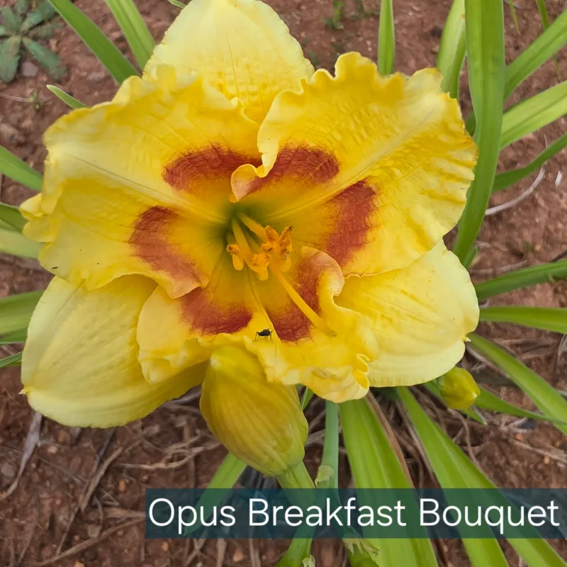 Opus Breakfast Bouquet