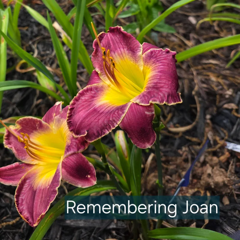 Remembering Joan