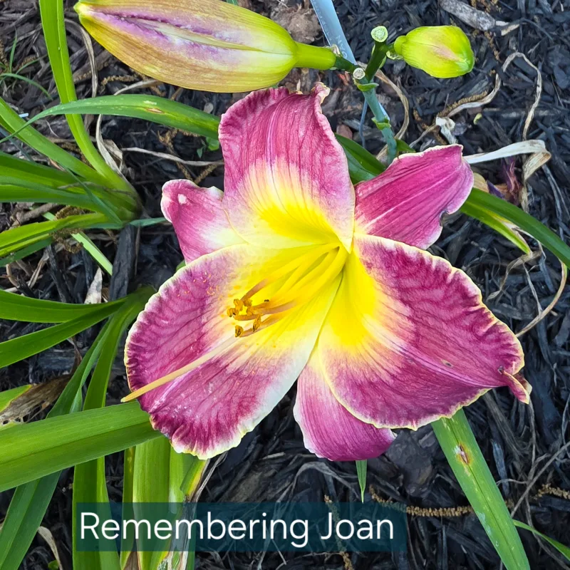 Remembering Joan from PlantFancyGardens, LLC