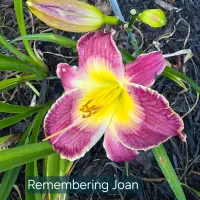 Remembering Joan catalog image