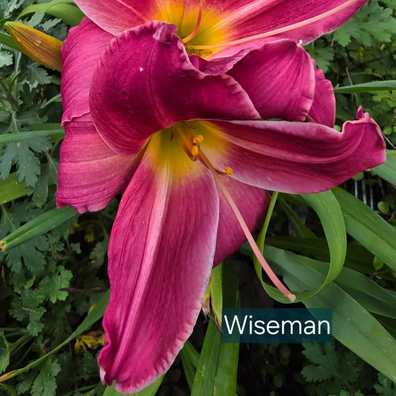 Wise Man catalog image
