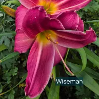 Wise Man catalog image
