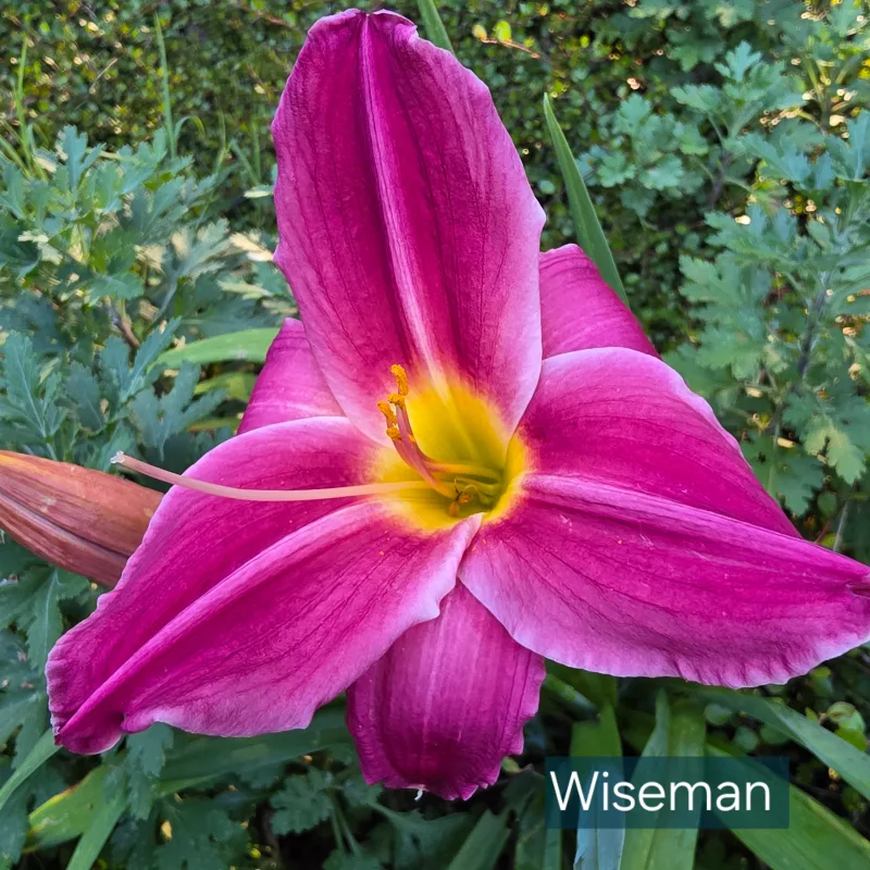 Wise Man from PlantFancyGardens, LLC