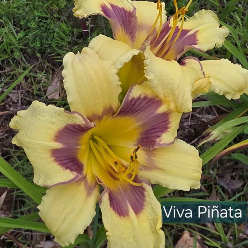 Viva Pinata catalog image