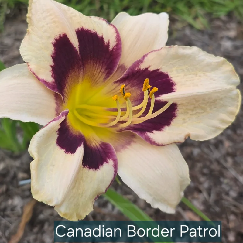 Canadian Border Patrol from PlantFancyGardens, LLC