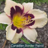 Canadian Border Patrol catalog image