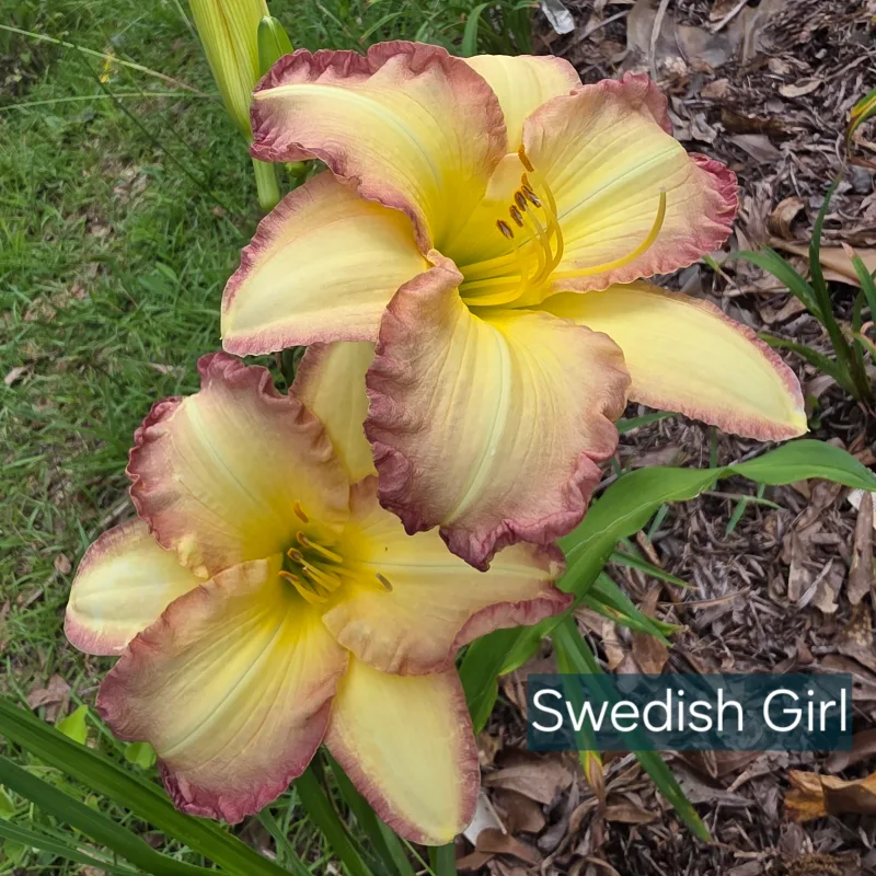 Swedish Girl daylily bloom