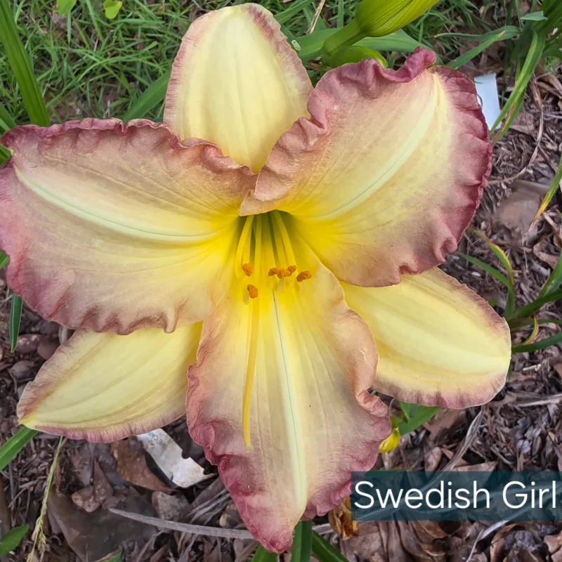 Swedish Girl from PlantFancyGardens, LLC