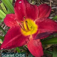 Scarlet Orbit catalog image