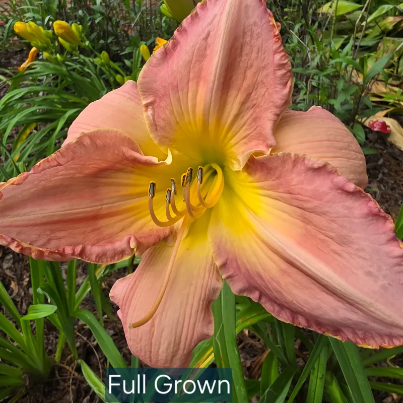 Full Grown