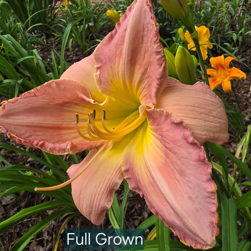 Full Grown from PlantFancyGardens, LLC