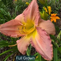 Full Grown catalog image