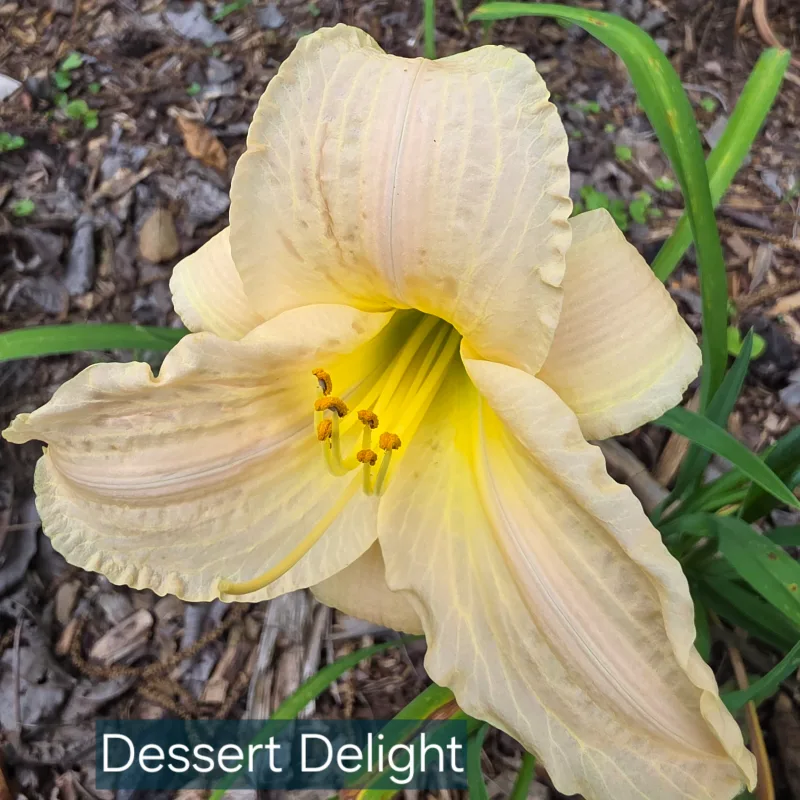 Dessert Delight
