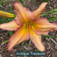 Antique Treasure catalog image