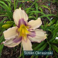 Susan Okrasinski catalog image