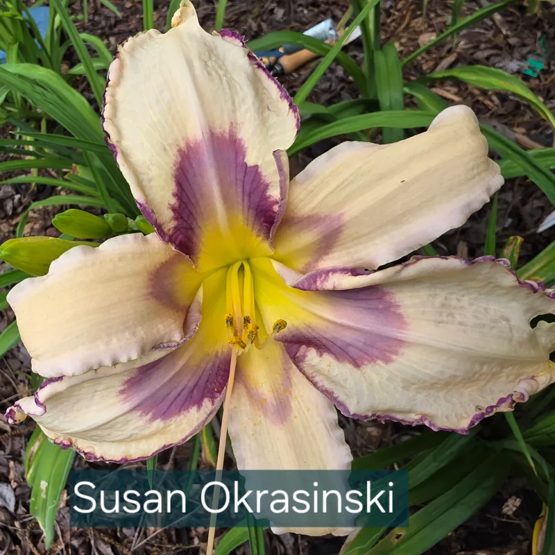 Susan Okrasinski from PlantFancyGardens, LLC