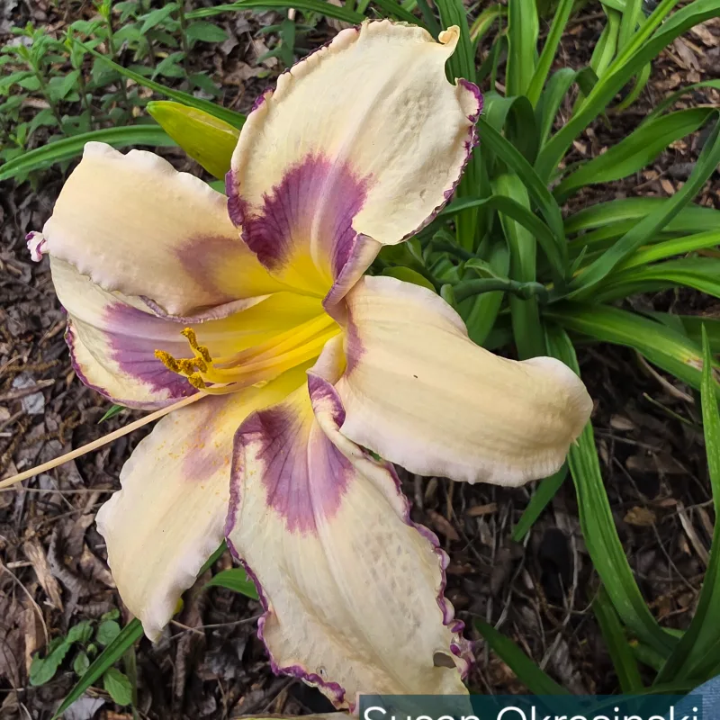 Susan Okrasinski from PlantFancyGardens, LLC