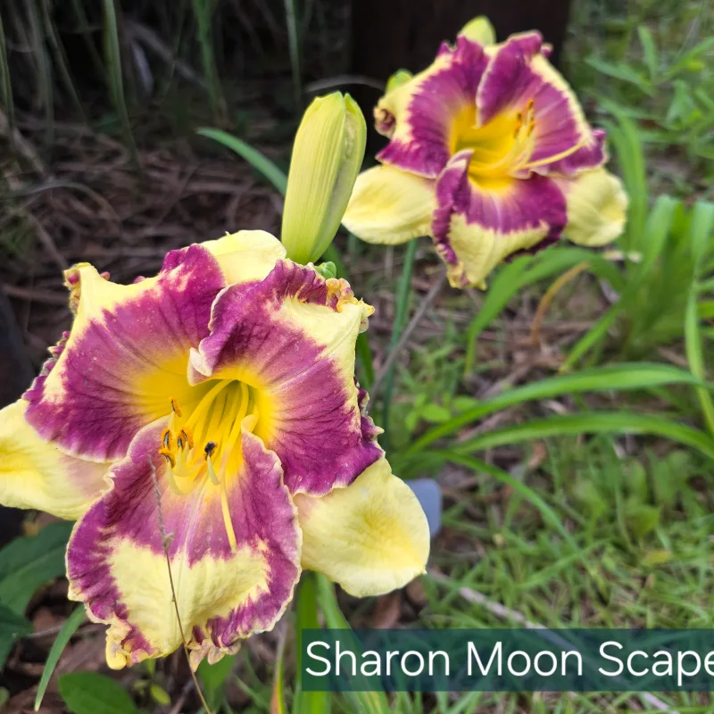 Sharon Moon Scape catalog image