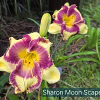 Sharon Moon Scape catalog image