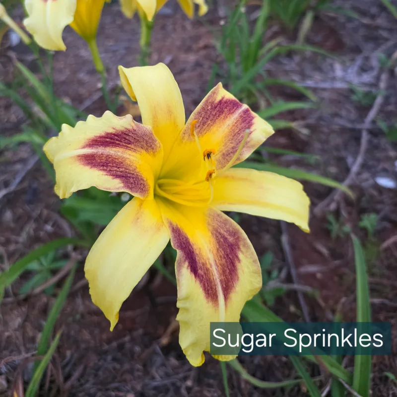 Sugar Sprinkles daylily bloom