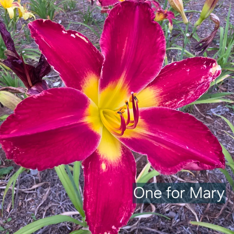 One for Mary